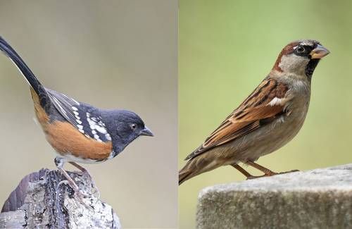 Explosiones-para-ampliar-el-muro-fronterizo-danan-el-cerro-Cuchuma-y-ponen-en-riesgo-su-avifauna-1