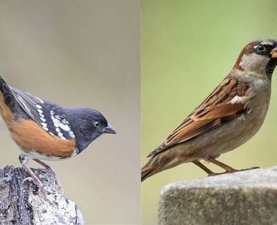 Explosiones-por-obras-del-muro-fronterizo-danan-el-cerro-Cuchuma-y-ponen-en-riesgo-su-avifauna