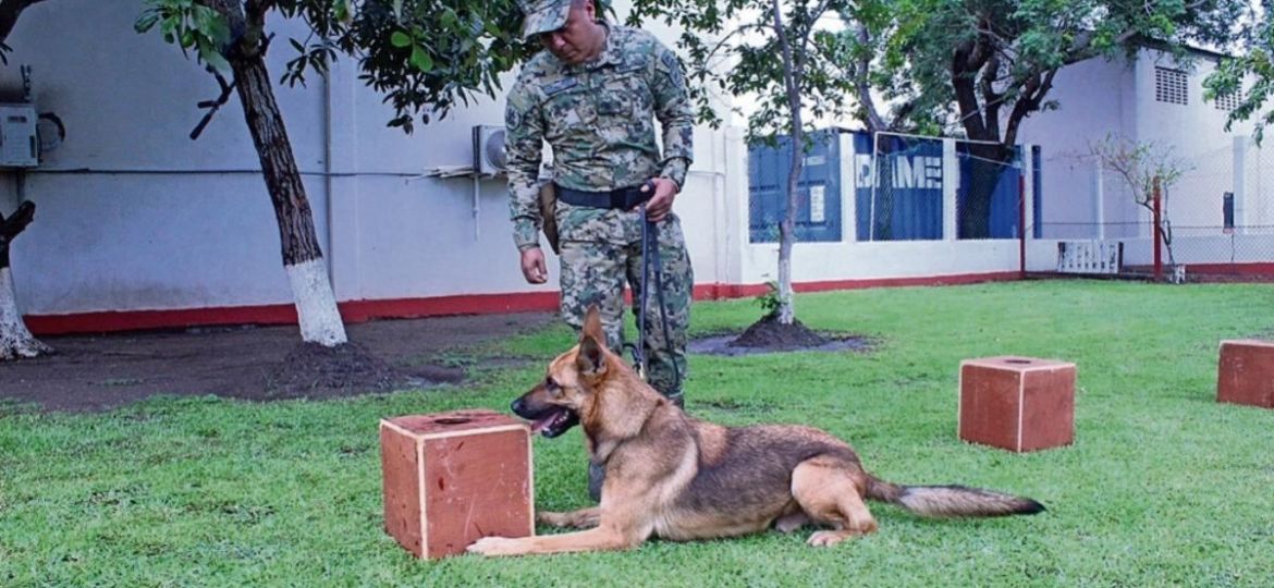 Binomios-caninos-de-la-Primera-Region-Naval-aseguran-cerca-de-una-tonelada-de-drogas