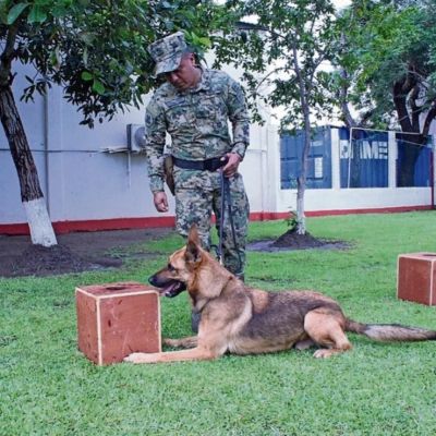 Binomios-caninos-de-la-Primera-Region-Naval-aseguran-cerca-de-una-tonelada-de-drogas