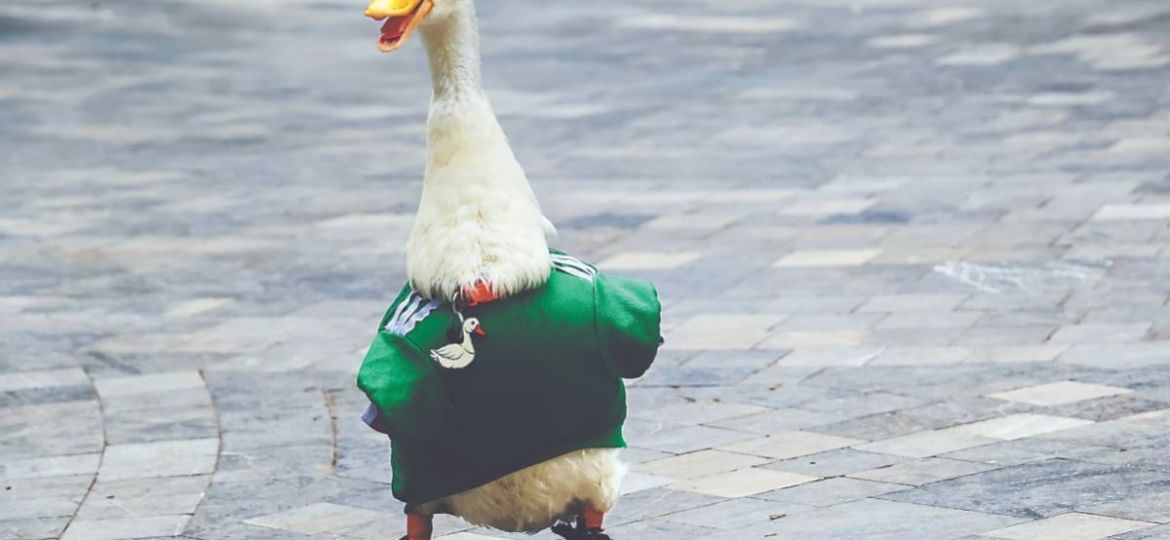 IMPI-reconoce-como-marca-registrada-al-Pato-Merlin