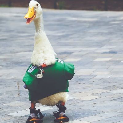 IMPI-reconoce-como-marca-registrada-al-Pato-Merlin