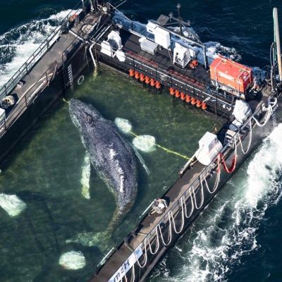 Restos-de-la-ballena-Timmy-seran-procesados-la-grasa-podria-convertirse-en-biocombustible