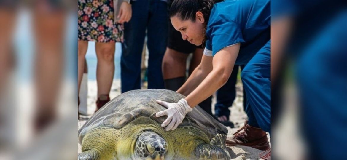 Tras-un-ano-en-rehabilitacion-la-tortuga-Verdin-vuelve-al-mar-en-Yucatan
