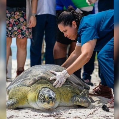 Tras-un-ano-en-rehabilitacion-la-tortuga-Verdin-vuelve-al-mar-en-Yucatan