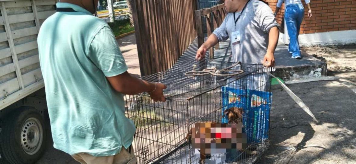 Buscan-a-perrita-Hiena-tras-presunta-agresion-con-liquido-hirviendo-en-Lomas-del-Vergel-Veracruz