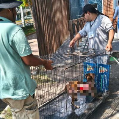 Buscan-a-perrita-Hiena-tras-presunta-agresion-con-liquido-hirviendo-en-Lomas-del-Vergel-Veracruz
