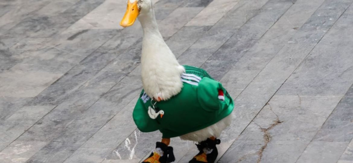 Diputada-de-MC-pide-frenar-la-compra-masiva-de-patos-tras-viralizacion-de-Merlin