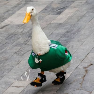 Diputada-de-MC-pide-frenar-la-compra-masiva-de-patos-tras-viralizacion-de-Merlin
