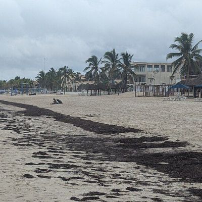 El-cinturon-de-sargazo-del-Atlantico-alcanza-niveles-record-en-junio-de-2026
