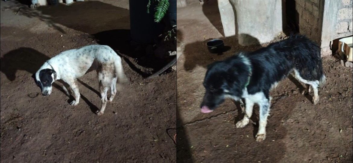 En-Ahome-Sinaloa-hombre-dispara-a-tres-perros-en-El-Carrizo-uno-muere