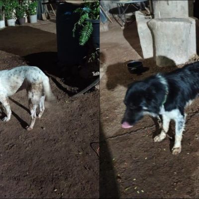 En-Ahome-Sinaloa-hombre-dispara-a-tres-perros-en-El-Carrizo-uno-muere