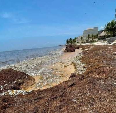 Encuentran-peces-muertos-en-Punta-Caracol-Puerto-Morelos-investigan-posible-relacion-con-el-sargazo