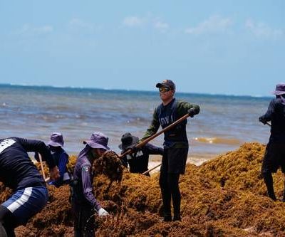 Federacion-destinara-2-mil-millones-de-pesos-para-combatir-el-sargazo-en-Quintana-Roo
