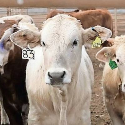 Ganaderia-mexicana-reanudaran-exportaciones-a-EU-a-fines-de-agosto-tras-cierre-por-gusano-barrenador-perdidas-estimadas-en-592-mdd