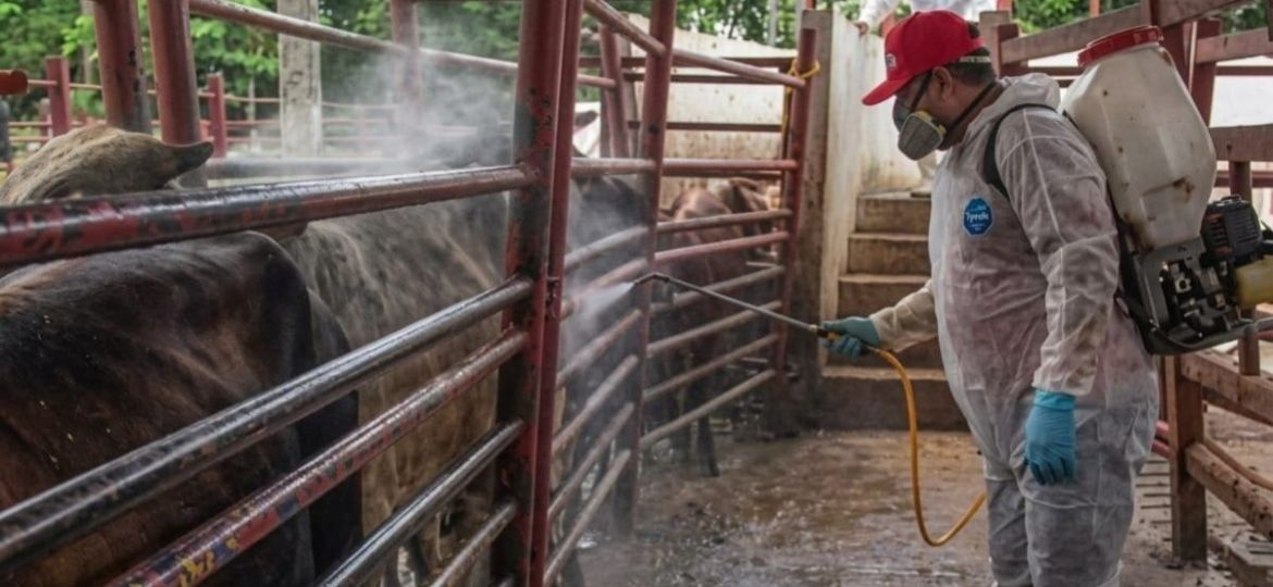 Gusano-barrenador-aumento-de-casos-en-Yucatan-autoridades-reportan-afectacion-en-animales-y-casos-humanos