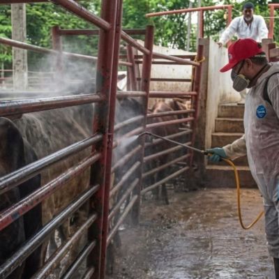Gusano-barrenador-aumento-de-casos-en-Yucatan-autoridades-reportan-afectacion-en-animales-y-casos-humanos