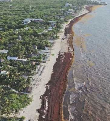 Hoteleros-de-Tulum-analizan-operar-solo-fuera-de-la-temporada-de-sargazo