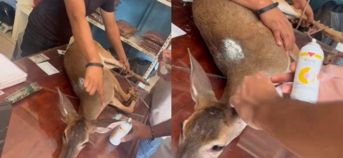 Huejutla-venado-cola-blanca-con-heridas-es-rescatado-y-puesto-bajo-observacion-en-el-ITH