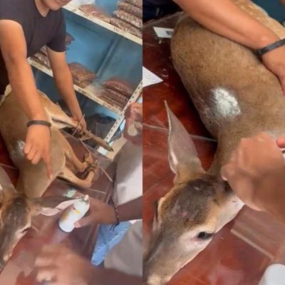 Huejutla-venado-cola-blanca-con-heridas-es-rescatado-y-puesto-bajo-observacion-en-el-ITH