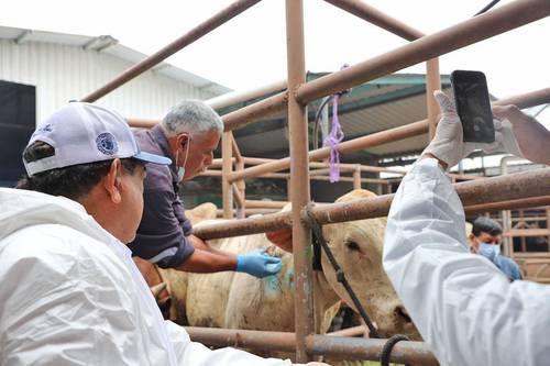 Inauguran-en-Chiapas-biofabrica-para-producir-moscas-esteriles-contra-el-gusano-barrenador