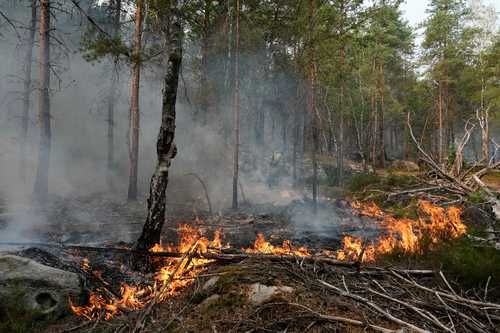 Incendios-en-el-bosque-de-Fontainebleau-consumen-mas-de-2000-hectareas-evacuan-a-mil-personas-cerca-de-Paris
