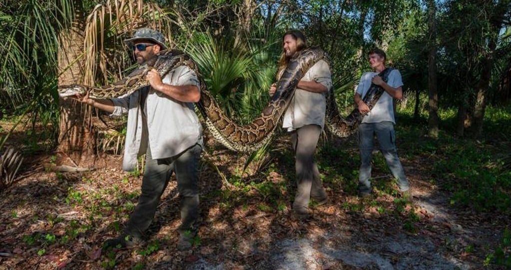 Inicia-el-Florida-Python-Challenge-concurso-para-capturar-pitones-birmanas-del-10-al-19-de-julio
