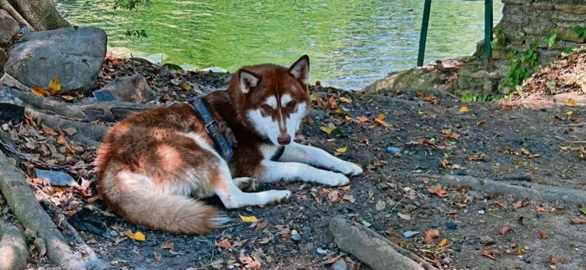Juez-ordena-pension-alimenticia-para-Lucas-un-husky-en-Tabasco