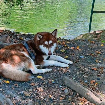 Juez-ordena-pension-alimenticia-para-Lucas-un-husky-en-Tabasco