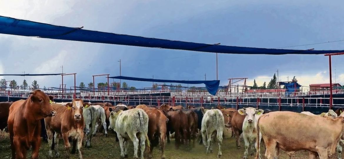 Mercado-interno-precios-de-la-carne-registran-descenso-tras-restricciones-sanitarias