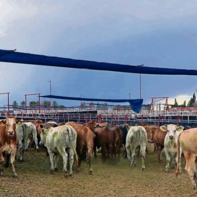 Mercado-interno-precios-de-la-carne-registran-descenso-tras-restricciones-sanitarias