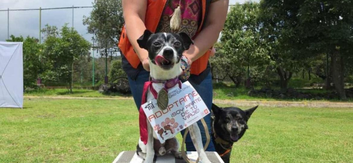 Metro-CDMX-invita-a-adoptar-a-los-perros-rescatados-del-Centro-de-Transferencia-Canina
