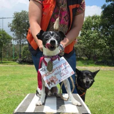 Metro-CDMX-invita-a-adoptar-a-los-perros-rescatados-del-Centro-de-Transferencia-Canina