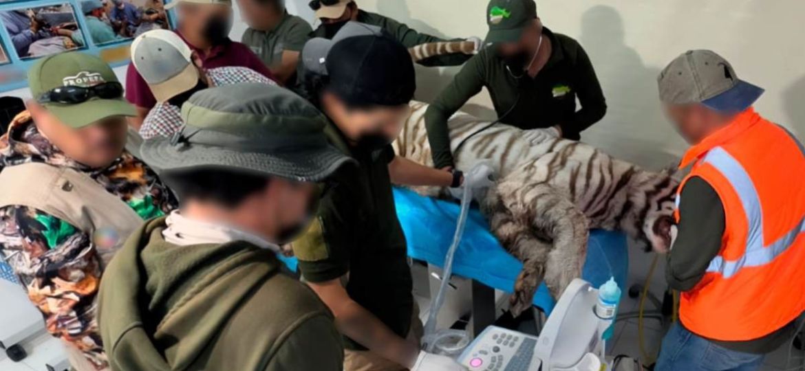 Muere-Kenzo-el-tigre-de-bengala-que-escapo-de-Animal-Experience-en-Tepetlaoxtoc
