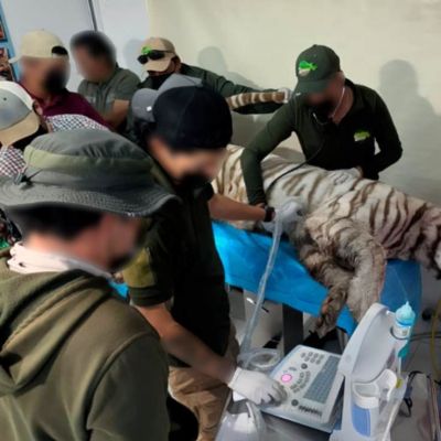 Muere-Kenzo-el-tigre-de-bengala-que-escapo-de-Animal-Experience-en-Tepetlaoxtoc