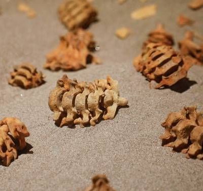 Museo-del-Templo-Mayor-inaugura-la-exposicion-El-juego-de-pelota-en-Tenochtitlan-con-mas-de-100-piezas