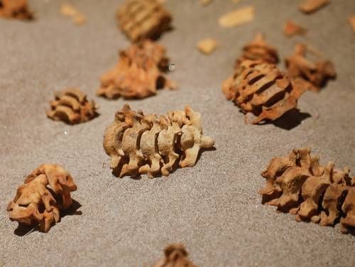 Museo-del-Templo-Mayor-inaugura-la-exposicion-El-juego-de-pelota-en-Tenochtitlan-con-mas-de-100-piezas