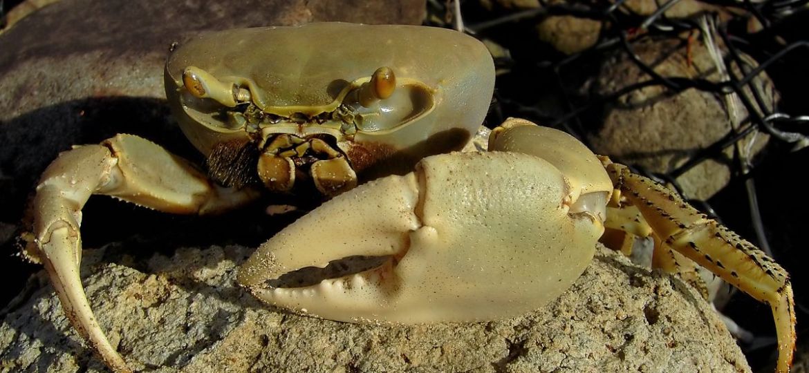 Pescadores-denuncian-captura-de-cangrejo-azul-durante-la-veda-en-Coatzacoalcos