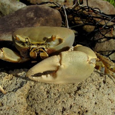 Pescadores-denuncian-captura-de-cangrejo-azul-durante-la-veda-en-Coatzacoalcos
