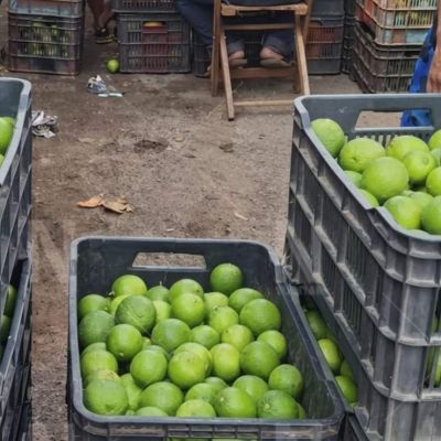 Precio-del-limon-se-desploma-en-Yucatan-y-pone-en-riesgo-a-los-productores