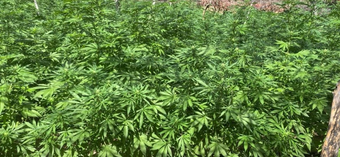 Semar-erradica-e-incinera-dos-plantios-de-marihuana-en-el-sur-de-Tijuana