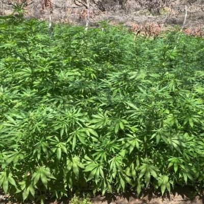 Semar-erradica-e-incinera-dos-plantios-de-marihuana-en-el-sur-de-Tijuana