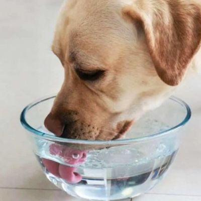 Senado-presenta-dictamen-para-expedir-la-Ley-General-de-Bienestar-Cuidado-y-Proteccion-de-los-Animales