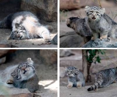 Zoologico-de-Kobe-presenta-cinco-crias-del-gato-de-Pallas