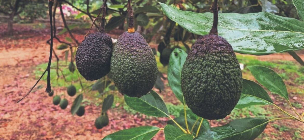 Aguacateros-de-Michoacan-alertan-por-perdidas-millonarias-tras-freno-a-exportaciones