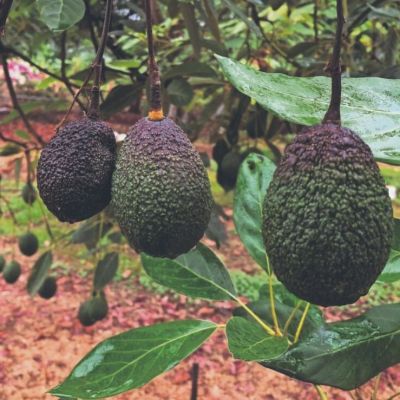 Aguacateros-de-Michoacan-alertan-por-perdidas-millonarias-tras-freno-a-exportaciones