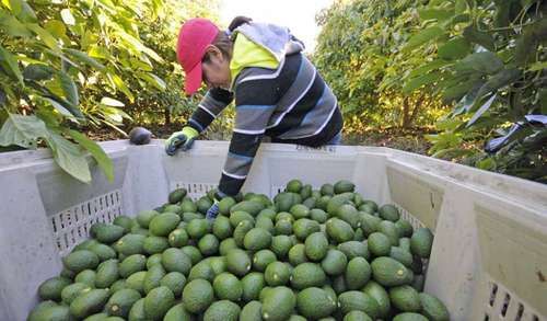 Aguacateros-de-Michoacan-retoman-actividades-tras-reapertura-del-mercado-de-EU