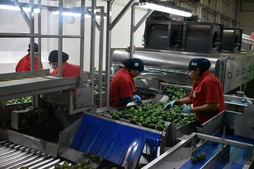 Al-menos-100-mexicanos-inspeccionan-el-aguacate-michoacano-para-exportarlo-a-EU