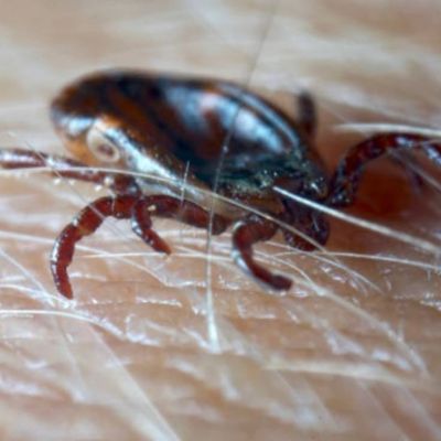 Confirman-en-Nueva-York-el-primer-caso-del-virus-Bourbon-transmitido-por-garrapatas