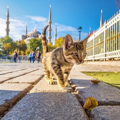 Dia-Internacional-del-Gato-asi-viven-los-michis-en-Estambul
